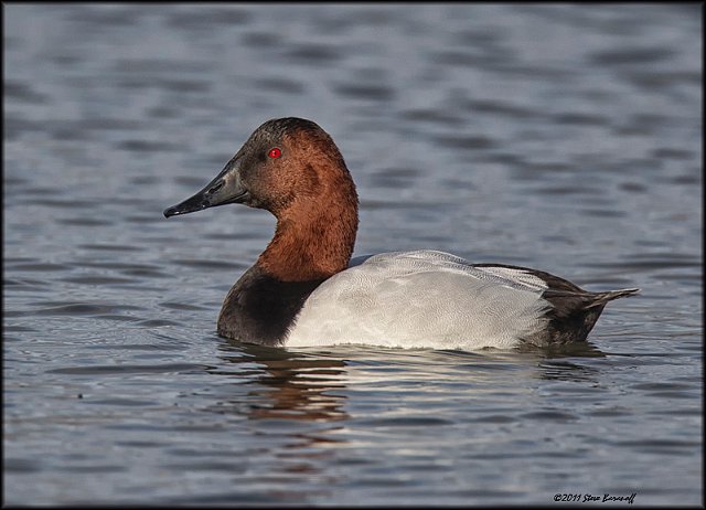 _1SB9342 canvasback drake.jpg